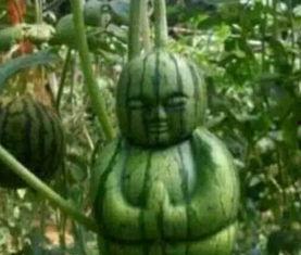 福山网红吃瓜事件真相,揭秘背后真相与争议